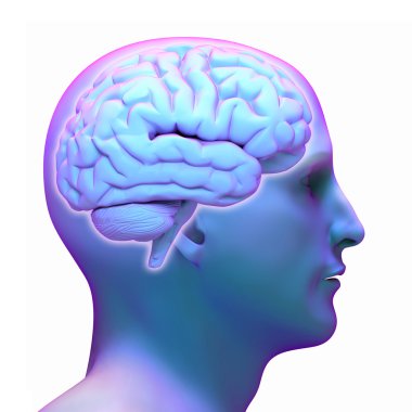 Brain diagram in human head on white background.    clipart