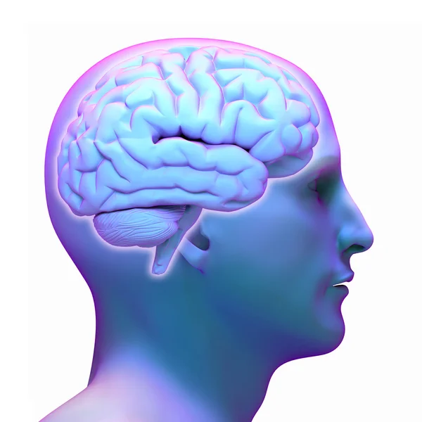 Brain diagram in human head on white background. — Stock Photo, Image