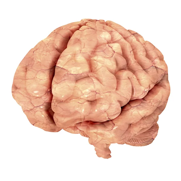 Cérebro humano isolado sobre fundo branco. — Fotografia de Stock