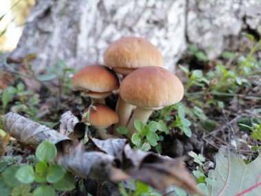 Cyclocybe aegerita (ayrıca Agrocybe cylindracea, Agrocybe aegerita veya Pholiota aegerita olarak da bilinir), Cyclocybe familyasından bir mantar türü.