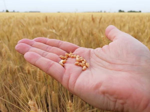 Grains of ripe golden wheat on the hand of a farmer. Beginning of harvest and agricultural works. In the background a field of grain, horizon and a sky.