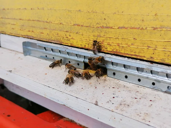 Nahaufnahme Der Westlichen Honigbiene Apis Mellifera Eingang Des Bienenstocks Sie — Stockfoto