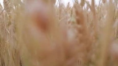 Adam hareket ediyor ve kamerayı olgun tahılların arasından taşıyor. Bir adam geçerken eğilen buğday saplarını ve buğday kulaklarını yakalar.