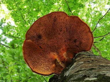 Bir gölgelik, bir dişbudak ağacı gövdesi ve büyük bir Shaggy Bracket mantarı Inonotus hispidus. Mantarın görünen alt kısmı, sapı ve sporları. Biogradska Gora, Karadağ