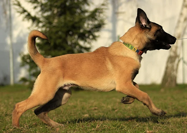 Cachorrinho de cão Malinois — Fotografia de Stock