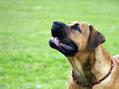 Boerboel. Güney Afrikalı Bulldog