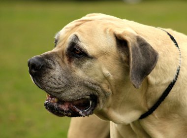 Boerboel. Güney Afrikalı Bulldog