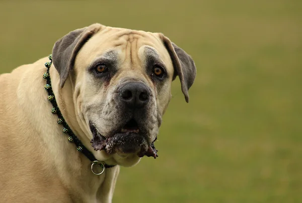 南非獒。南非的斗牛犬 — 图库照片