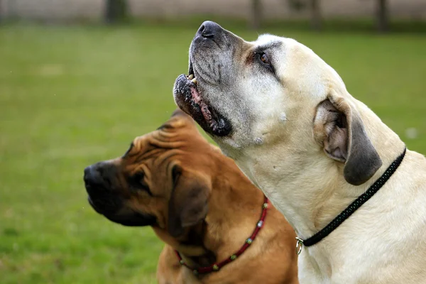 南非獒。南非的斗牛犬 — 图库照片