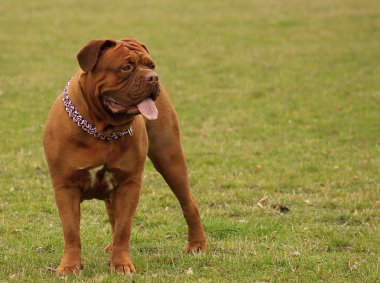 Büyük köpek, Dogue de Bordeaux