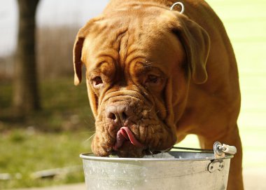 Büyük köpek, Dogue de Bordeaux