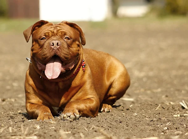 Cão Grande, Dogue de Bordeaux — Fotografia de Stock