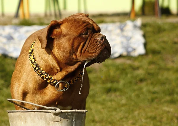 Cão Grande, Dogue de Bordeaux — Fotografia de Stock