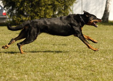 Beauceron - büyük köpek çalışan