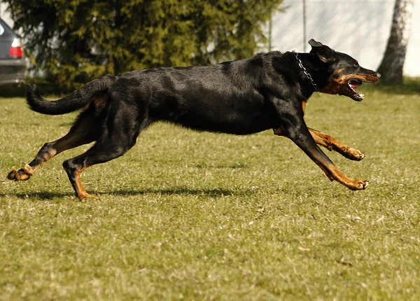 Running Beauceron - Big dog — Stock Photo, Image