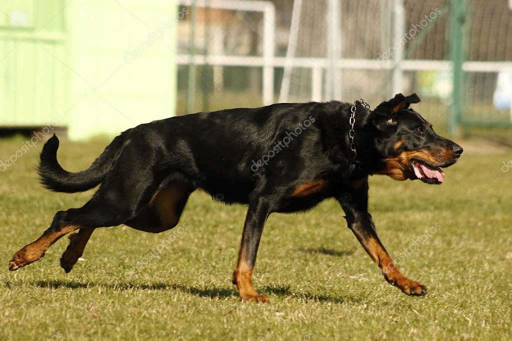 big dog running big dog running