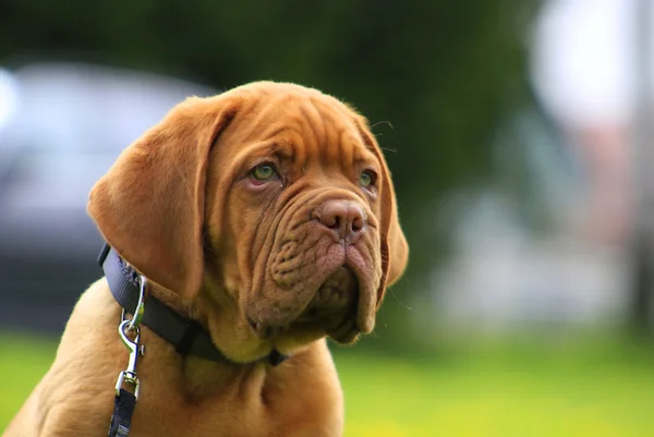 Dogue De Bordeaux — Stock fotografie