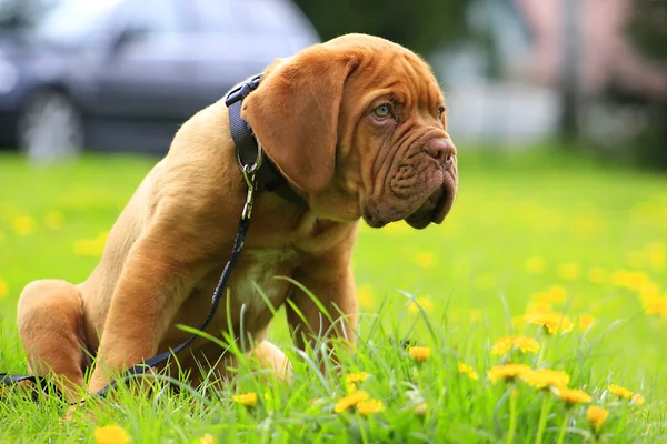 Dogue De Bordeaux — Stock fotografie