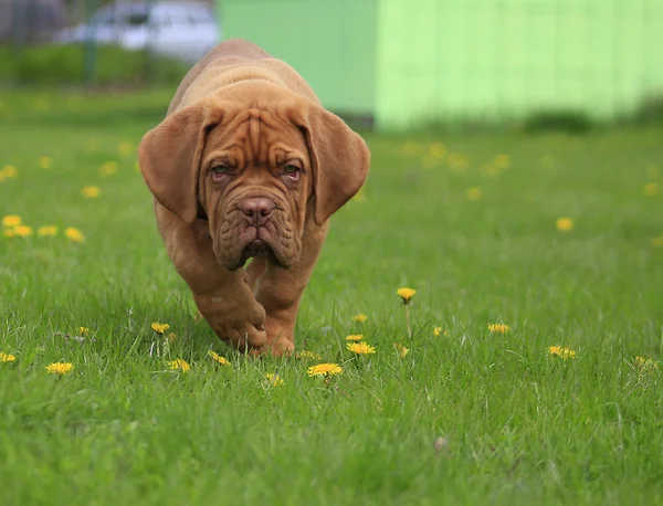 Dogue de Bordeaux — Stock Photo, Image