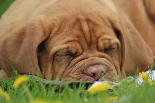 Bordeauxdogge — Stockfoto