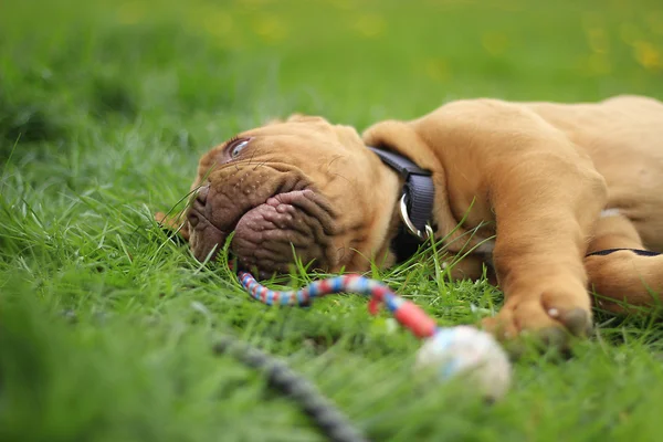 Dogue de bordeaux — Stockfoto