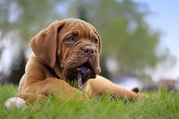 Dogue de bordeaux — Zdjęcie stockowe