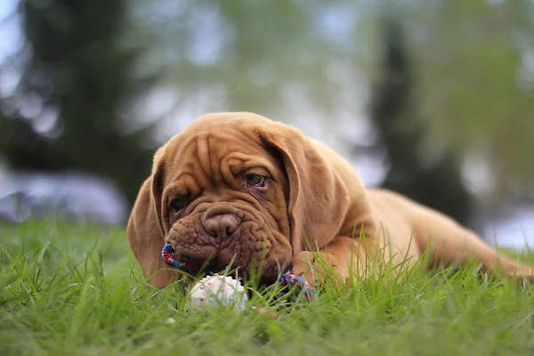 Dogue de bordeaux — Stockfoto