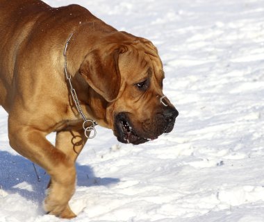 Büyük köpek - Boerboel kışın karda