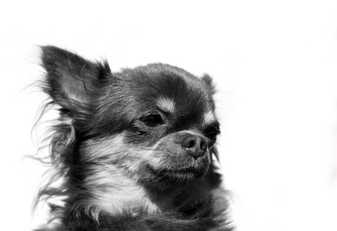 Longhair chihuahua - portre Head - bir renk arka plan