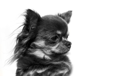 Longhair chihuahua - portre Head - bir renk arka plan