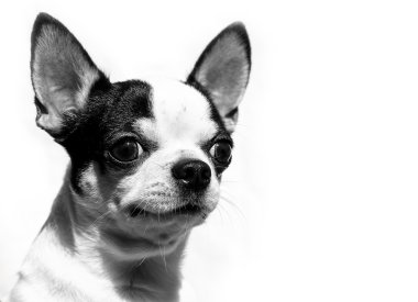 Shorthaired Chihuahua - beyaz arka plan üzerinde izole portre baş