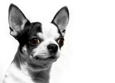 Shorthaired Chihuahua - beyaz arka plan üzerinde izole portre baş