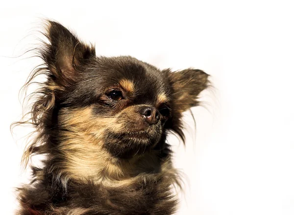 Langhaar-Chihuahua - Porträtkopf - einfarbiger Hintergrund — Stockfoto