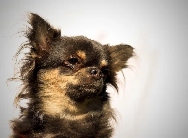 Chihuahua de pelo largo - Cabeza de retrato - Un fondo de color — Foto de Stock