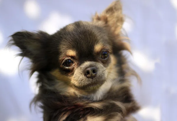 Chihuahua de pelo largo - Cabeza de retrato - Un fondo de color — Foto de Stock