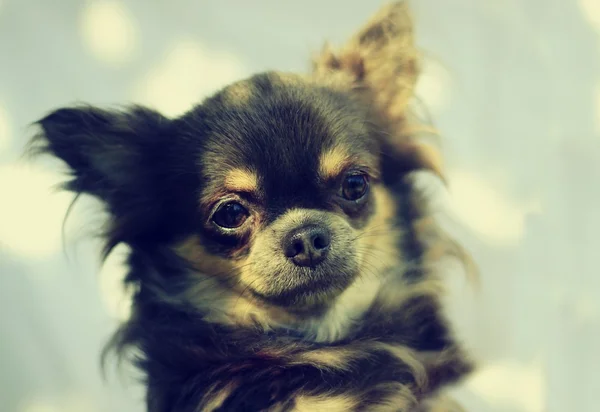 Chihuahua de cabelo longo - Cabeça de retrato - Um fundo de cor — Fotografia de Stock