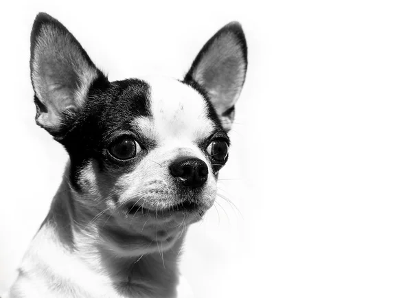 Κοντότριχα Chihuahua - κεφάλι πορτρέτο που απομονώνονται σε λευκό φόντο — Φωτογραφία Αρχείου