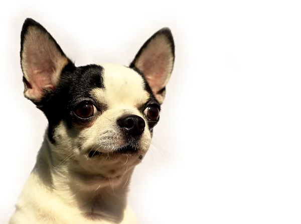 Shorthaired Chihuahua - Portrait head isolated on white background — Stock Photo, Image