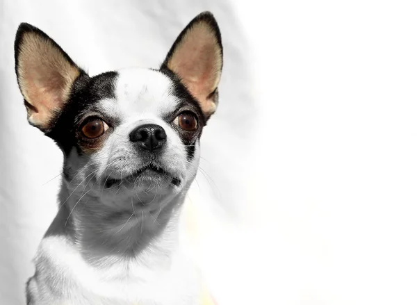 Chihuahua curto - Cabeça de retrato isolada sobre fundo branco — Fotografia de Stock