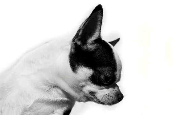 Chihuahua à poil court - Tête de portrait isolée sur fond blanc — Photo
