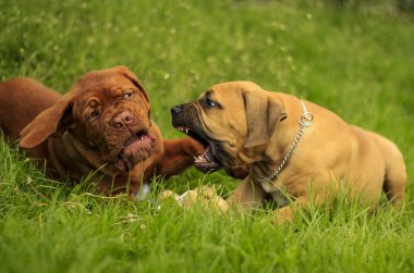 Boerboel bir Dogue de Bordeaux köpek yavrusu