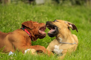 Boerboel bir Dogue de Bordeaux köpek yavrusu