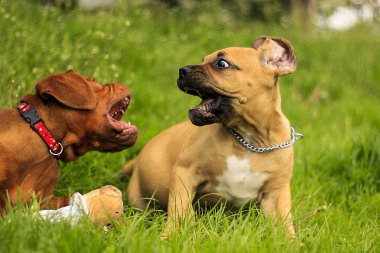 Boerboel bir Dogue de Bordeaux köpek yavrusu