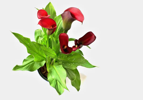 Calla Zantedeschia Rehmanii — Stockfoto