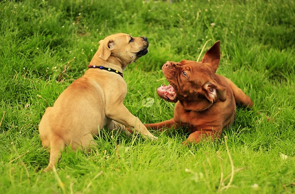 Boerboel a Dogue de Bordeaux cachorro —  Fotos de Stock