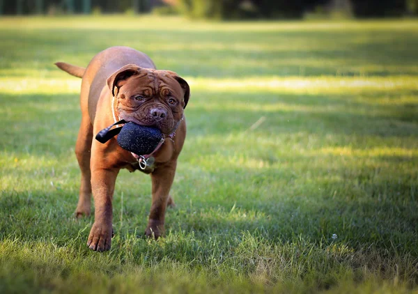 Velký pes - Dogue de Bordeaux - francouzské dogy — Stock fotografie