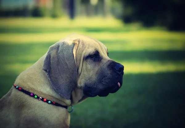 Cãozinho Boerboel - Buldogue sul-africano — Fotografia de Stock