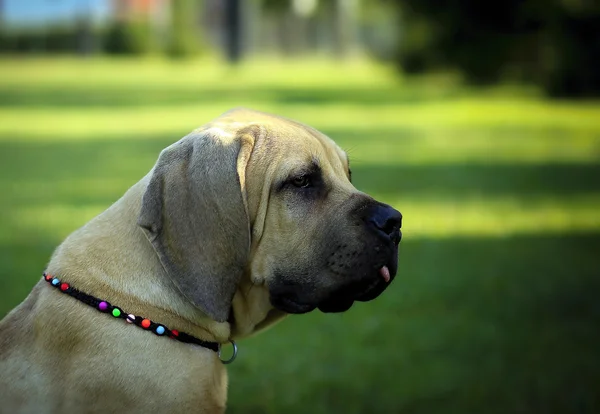 Boerboel köpek yavrusu - Güney Afrika bulldog — Stok fotoğraf