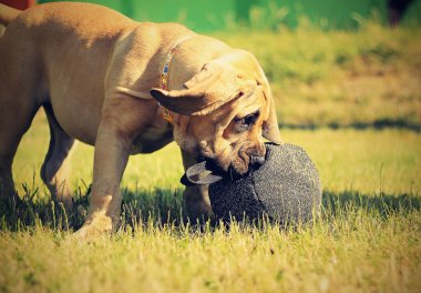 Boerboel - Güney Afrika bulldog