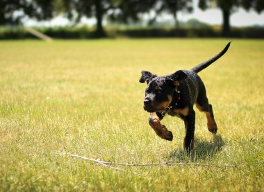Rottweiler köpek yavrusu küçük